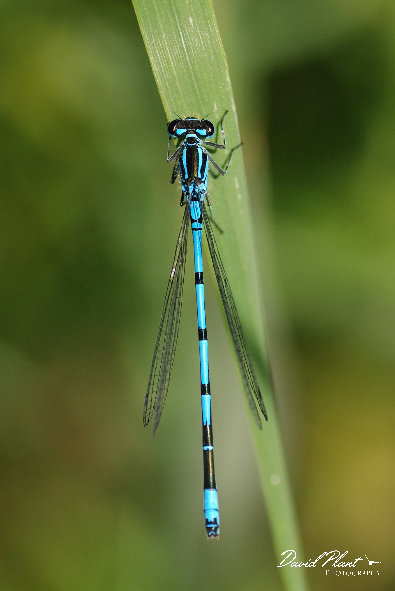 David Plant Photography - Wildlife Photographer - Azure damselfly - A.jpg - Azure damselfly, male - Cambridgeshire