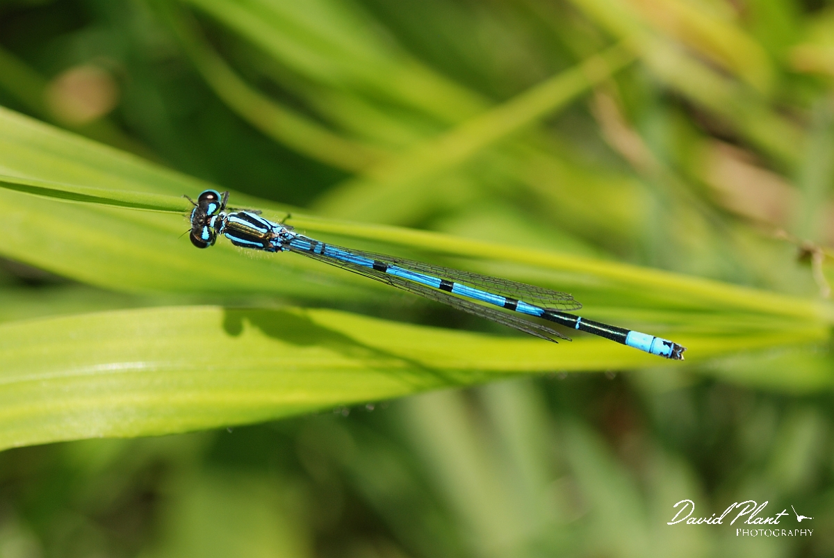 David Plant Photography - Wildlife Photographer - Azure damselfly - B.jpg - Azure damselfly, male - Cambridgeshire