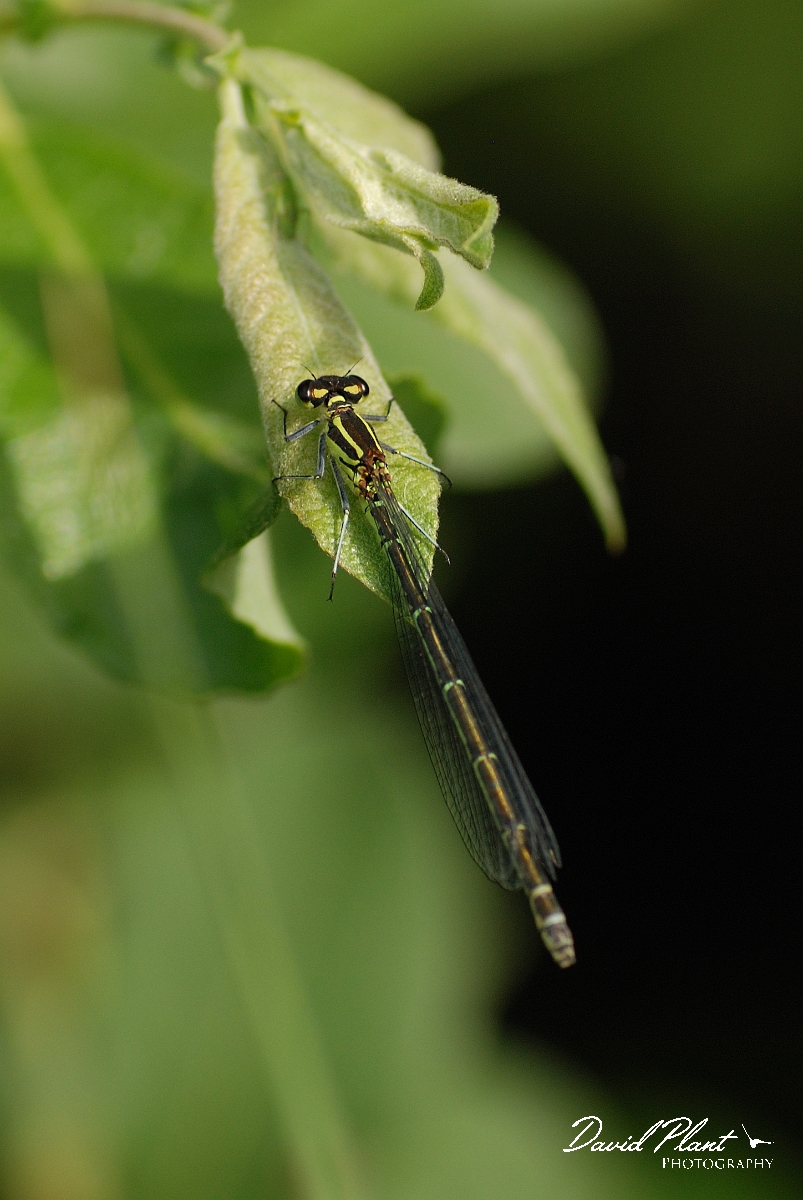 David Plant Photography - Wildlife Photographer - Azure damselfly - C.jpg - Azure damselfly, female - Cambridgeshire