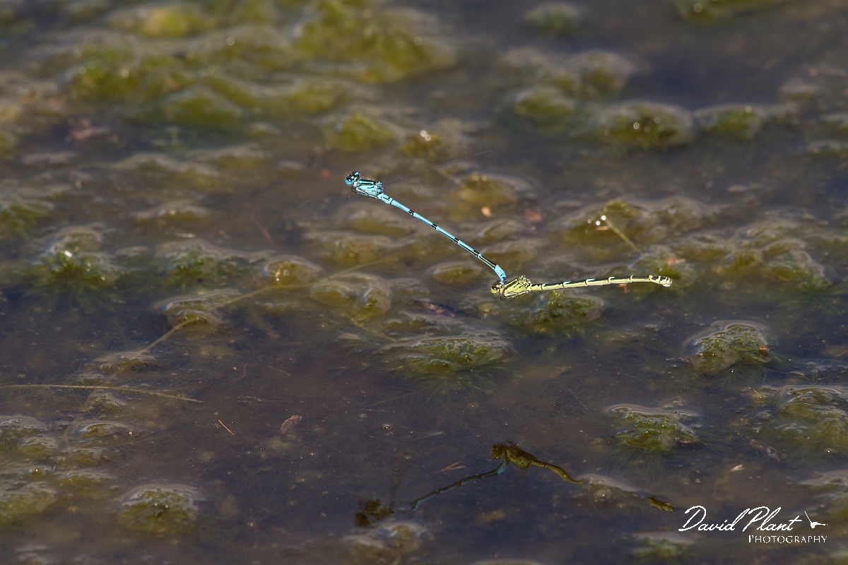 David Plant Photography - Wildlife Photographer - Azure damselfly - E.jpg - Azure damselfly pair - Shropshire