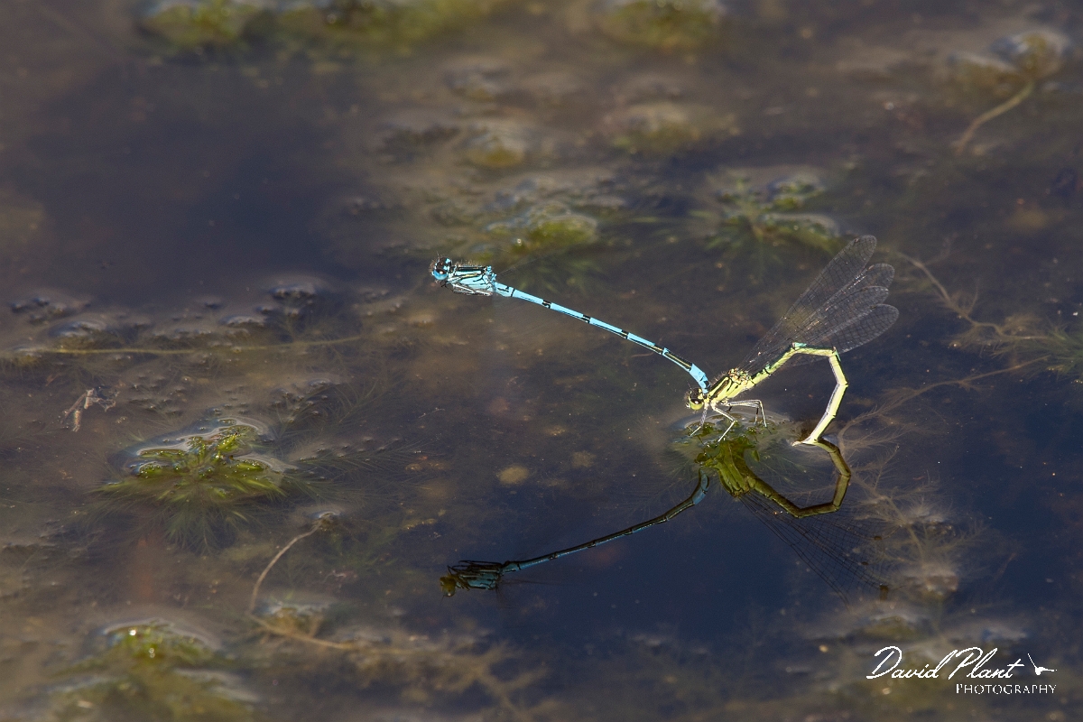 David Plant Photography - Wildlife Photographer - Azure damselfly - F.jpg - Azure damselfly pair - Shropshire