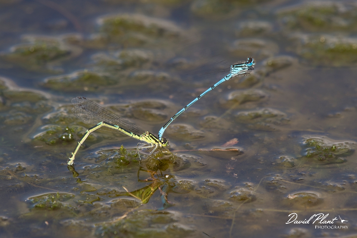 David Plant Photography - Wildlife Photographer - Azure damselfly - G.jpg - Azure damselfly pair - Shropshire