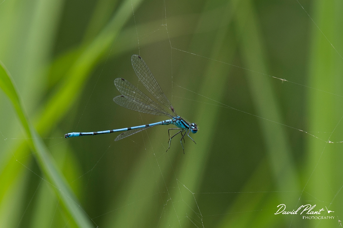 David Plant Photography - Wildlife Photographer - Azure damselfly - H.JPG - Azure damselfly, stuck in spiders web - Cambridgeshire