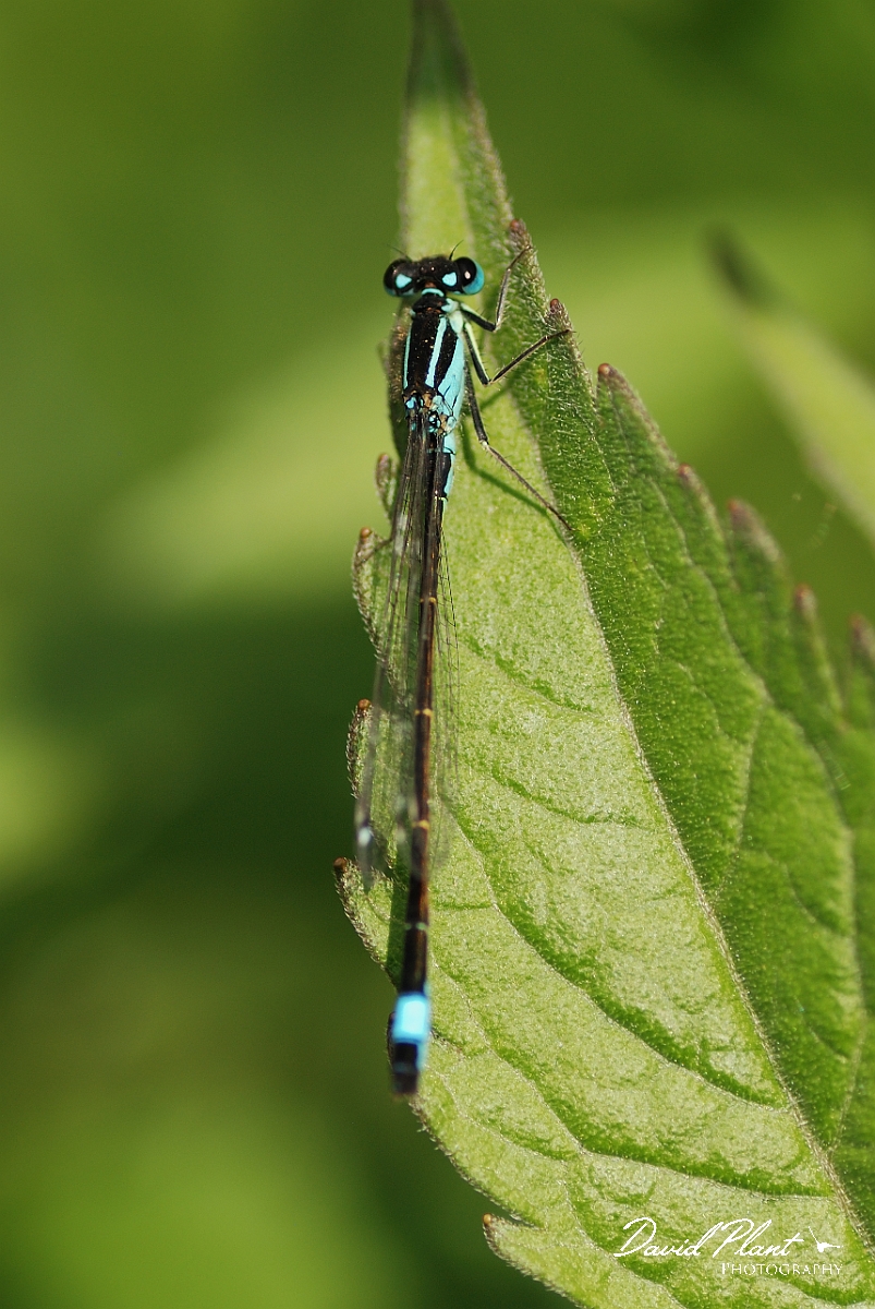 David Plant Photography - Wildlife Photographer - Blue-tailed damselfly - A.jpg - Blue-tailed damselfly, male - Cambridgeshire