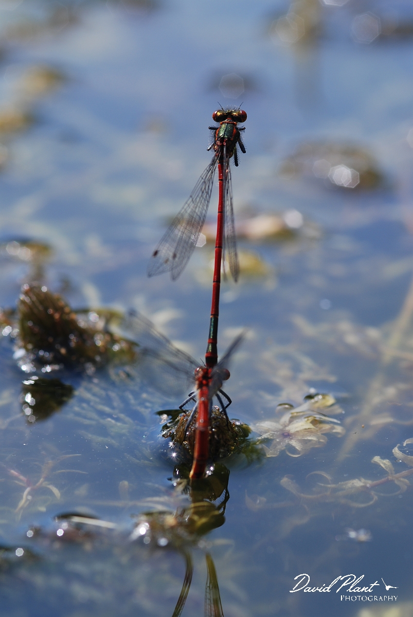David Plant Photography - Wildlife Photographer - Large red damselfly mating pair - B.JPG - Large red damselfly, mating pair - Cotswolds