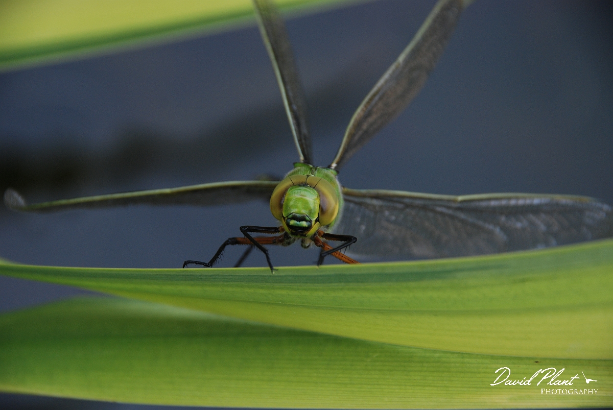 David Plant Photography - Wildlife Photographer - Southern hawker - A.JPG - Southern hawker, newly emerged - Cotswolds