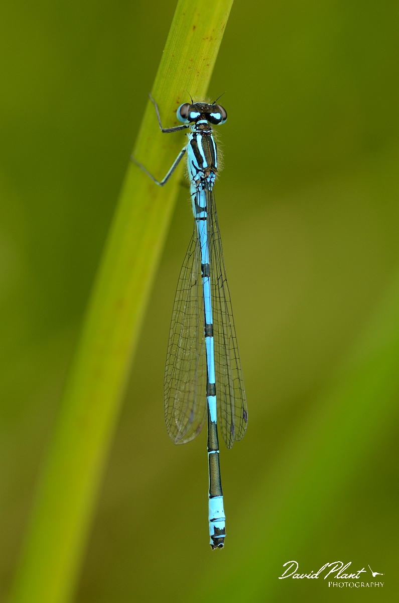 David Plant Photography - Wildlife Photography - Azure damselfly - E.jpg - Azure damselfly - Norfolk