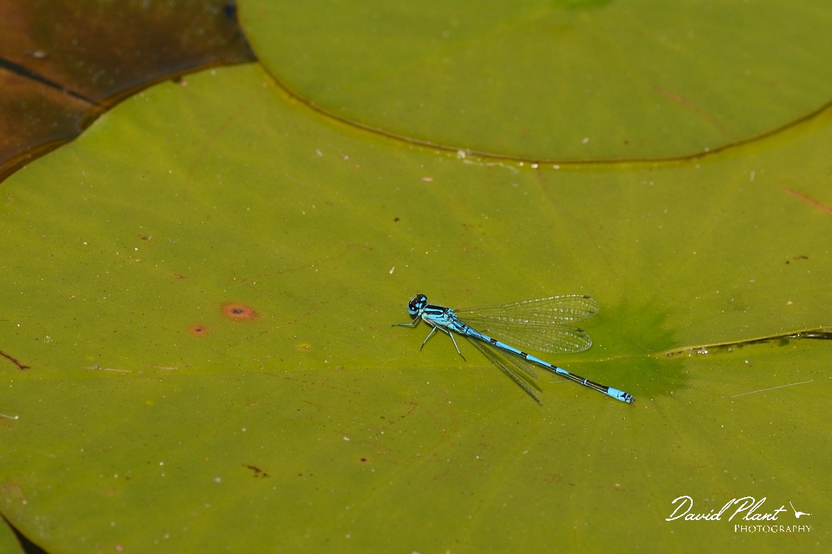 David Plant Photography - Wildlife Photography - Azure damselfly - I.jpg - Azure damselfly, male - Bedfordshire