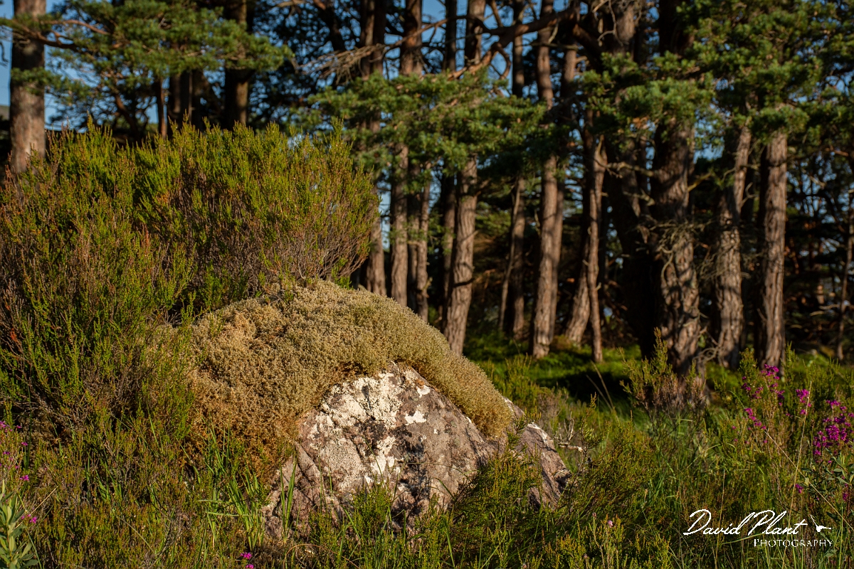 David Plant Photography - Wildlife Photography - Azure hawker - A.jpg - Azure hawker, male  - Highlands