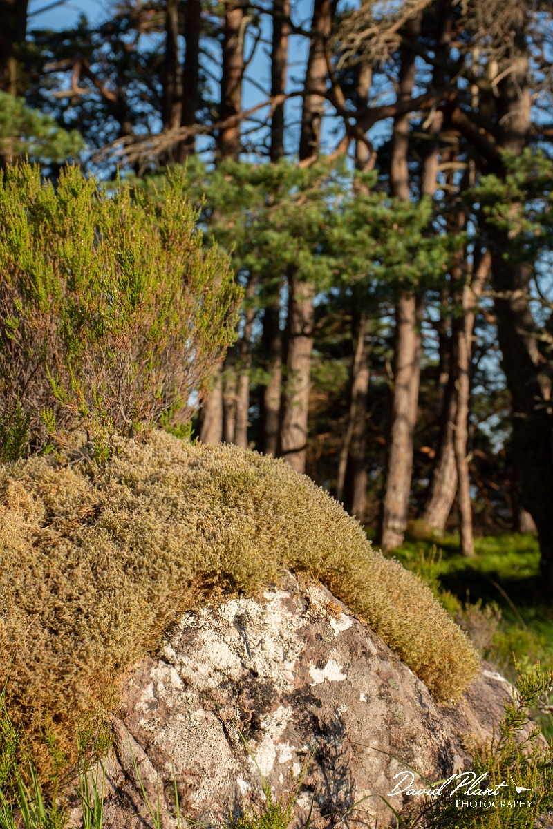 David Plant Photography - Wildlife Photography - Azure hawker - C.jpg - Azure hawker, male  - Highlands