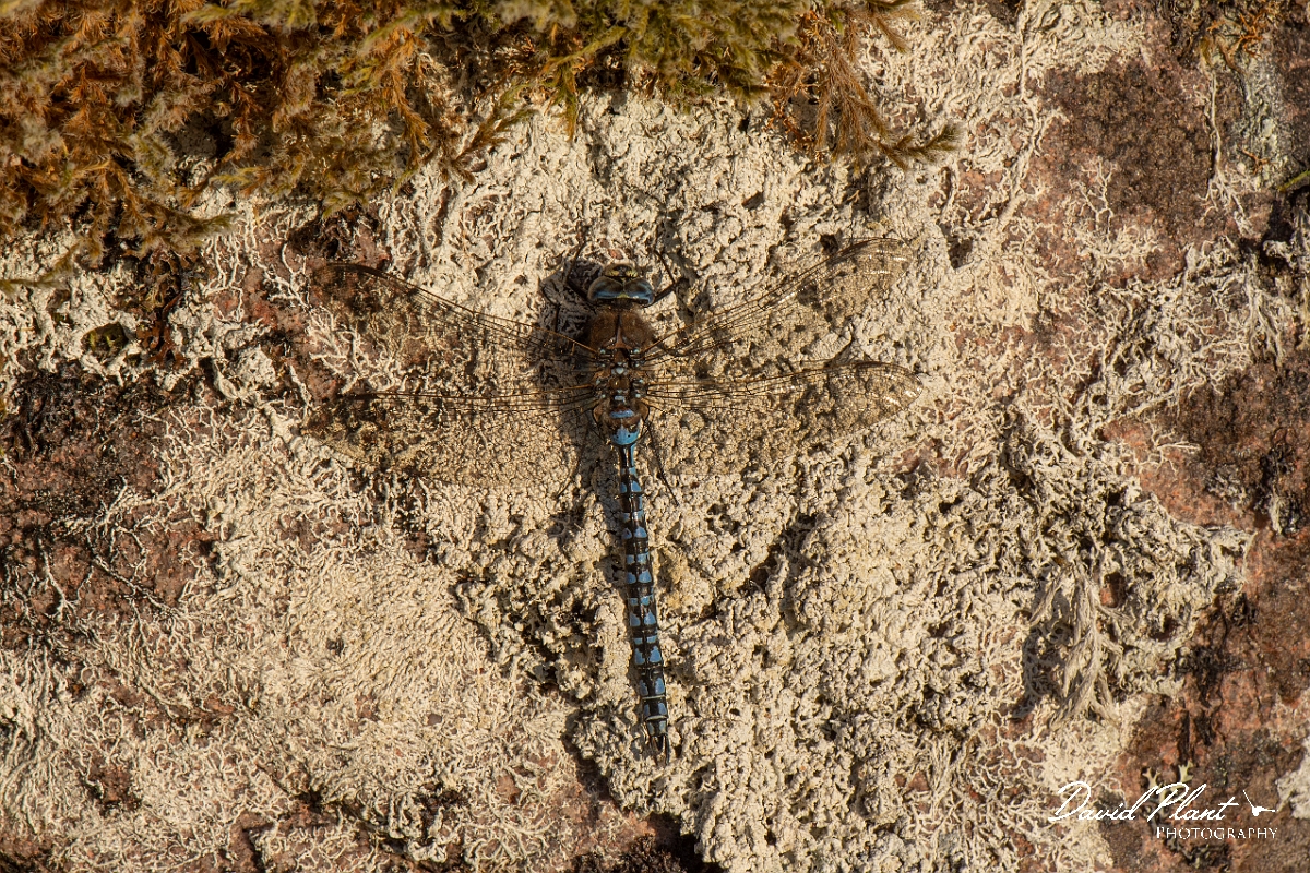 David Plant Photography - Wildlife Photography - Azure hawker - D.jpg - Azure hawker, male  - Highlands