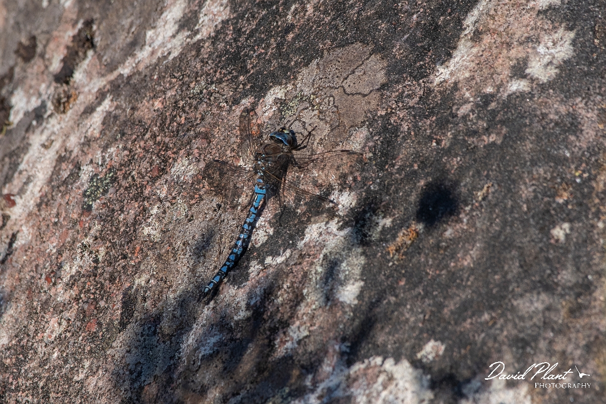 David Plant Photography - Wildlife Photography - Azure hawker - E.jpg - Azure hawker, male  - Highlands