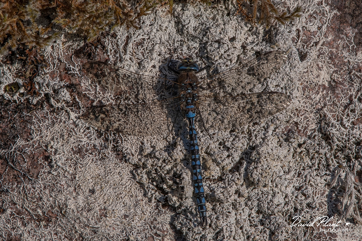 David Plant Photography - Wildlife Photography - Azure hawker - F.jpg - Azure hawker, male  - Highlands