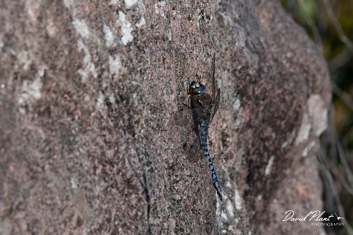 David Plant Photography - Wildlife Photography - Azure hawker - I.jpg - Azure hawker, male  - Highlands
