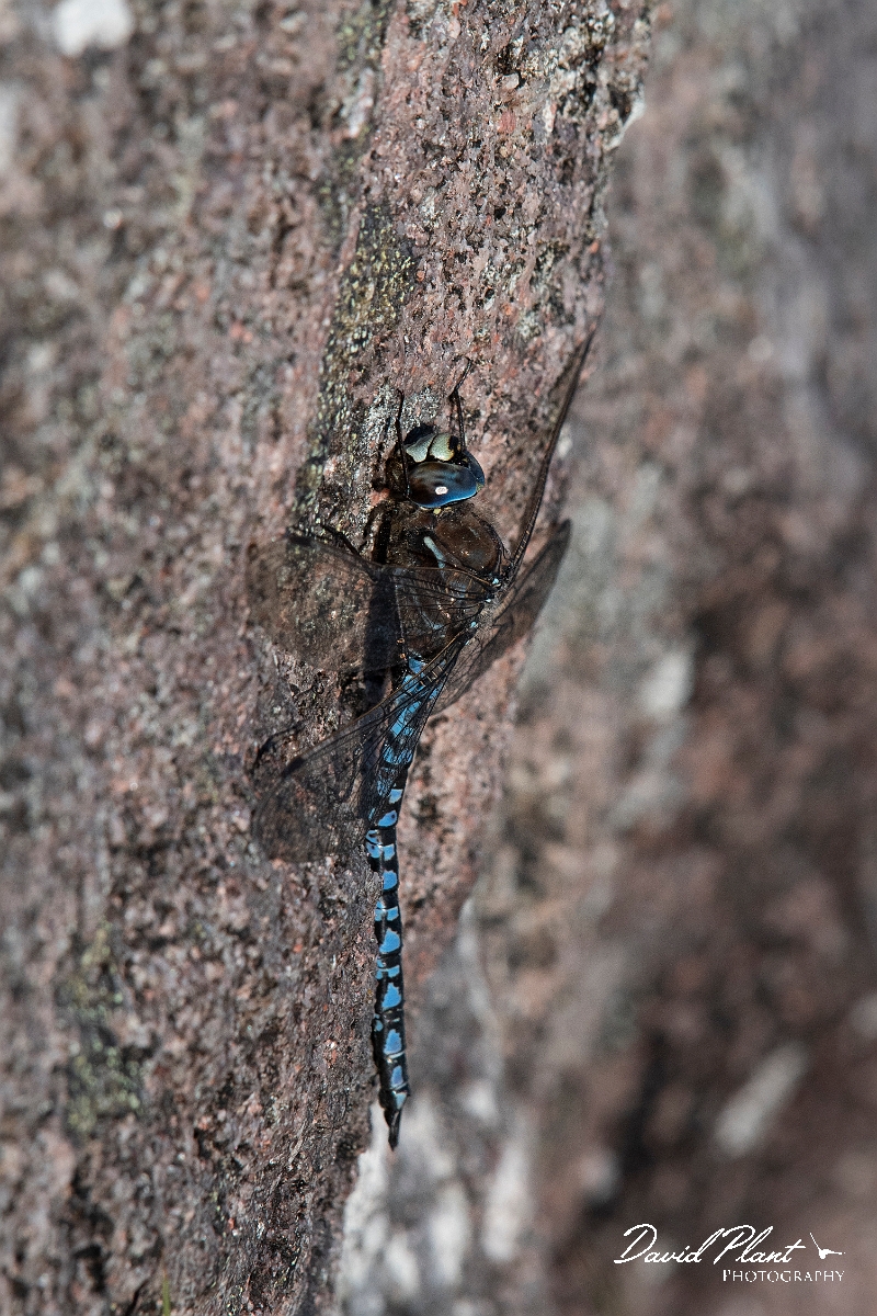 David Plant Photography - Wildlife Photography - Azure hawker - J.jpg - Azure hawker, male  - Highlands