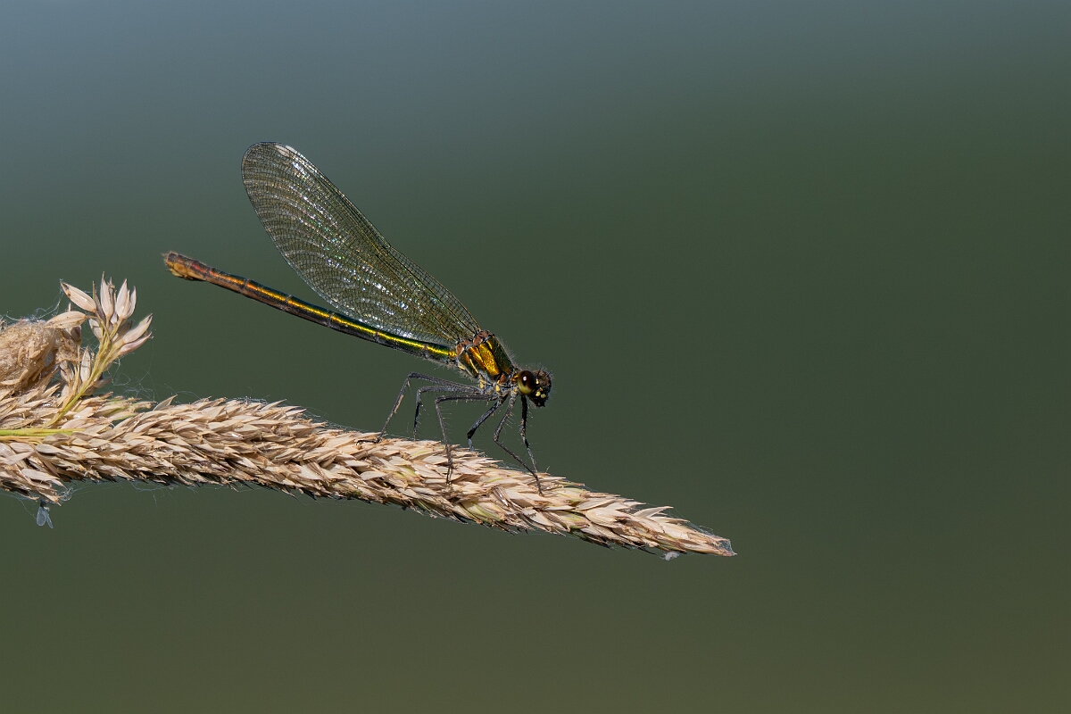 David Plant Photography - Wildlife Photography - Banded demoiselle - AC.jpg - Banded demoiselle, female - Cambridgeshire