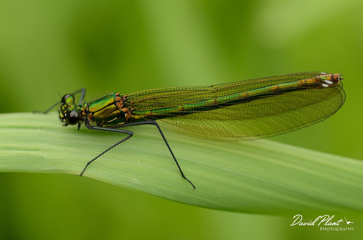 David Plant Photography - Wildlife Photography - Banded demoiselle - B.jpg - Banded demoiselle, female - Solihull