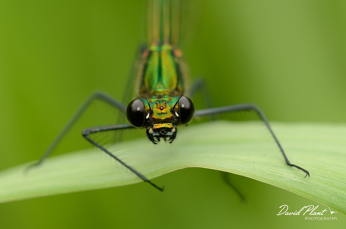 David Plant Photography - Wildlife Photography - Banded demoiselle - C.jpg - Banded demoiselle, female head - Solihull