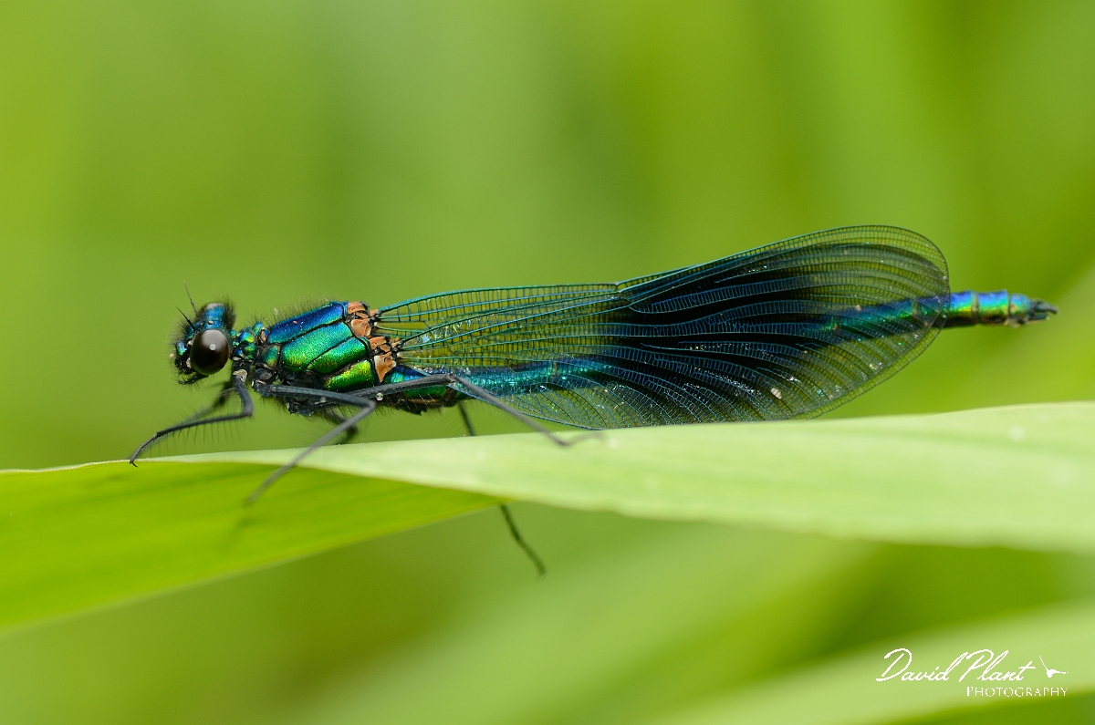 David Plant Photography - Wildlife Photography - Banded demoiselle - D.jpg - Banded demoiselle, male - Solihull