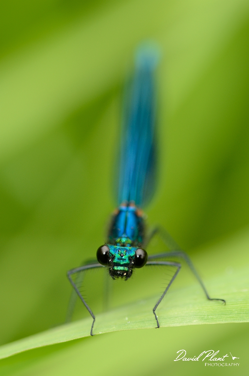 David Plant Photography - Wildlife Photography - Banded demoiselle - E.jpg - Banded demoiselle, male - Solihull