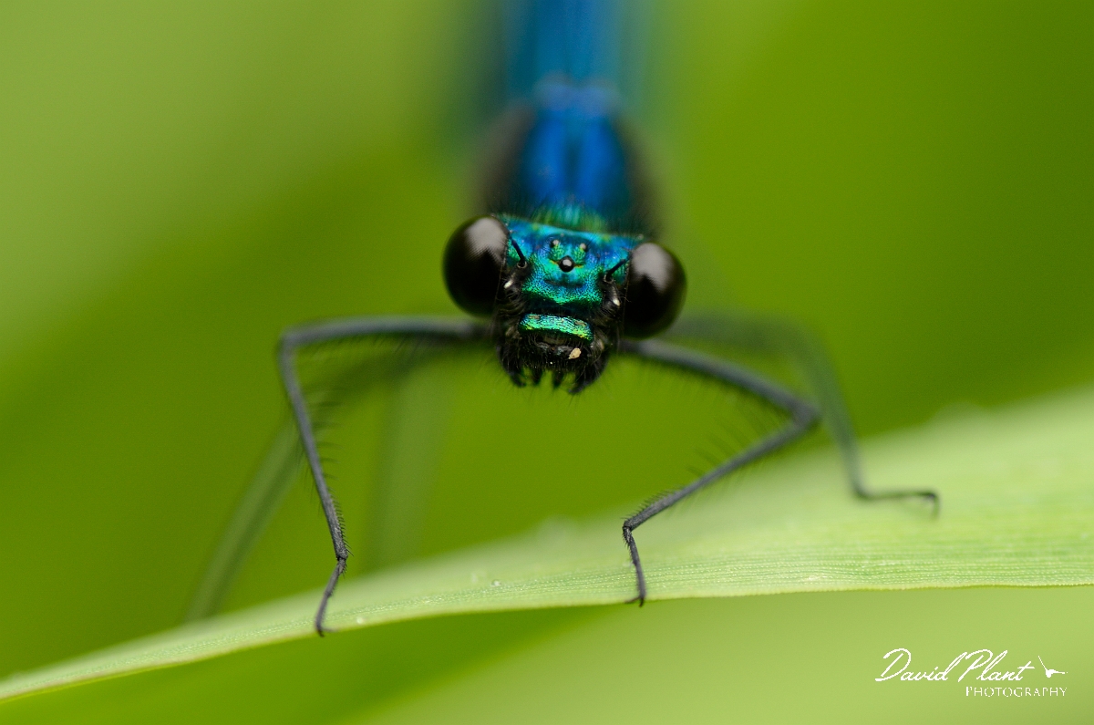 David Plant Photography - Wildlife Photography - Banded demoiselle - F.jpg - Banded demoiselle, male head - Solihull