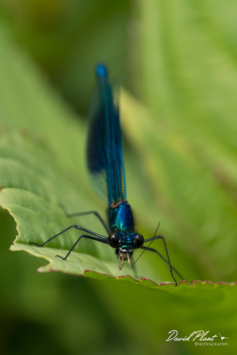 David Plant Photography - Wildlife Photography - Banded demoiselle - I.jpg - Banded demoiselle male - Bedfordshire