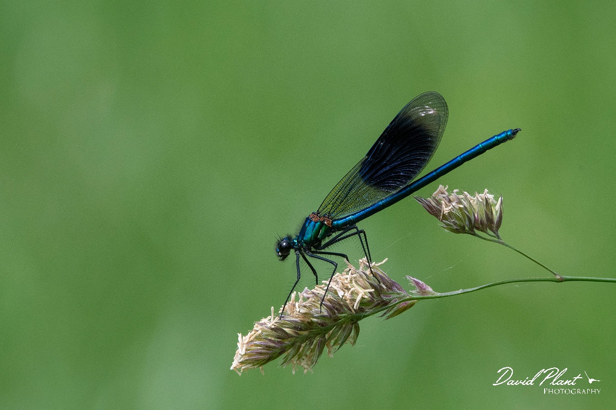 David Plant Photography - Wildlife Photography - Banded demoiselle - N.jpg - Banded demoiselle, male - Bedfordshire