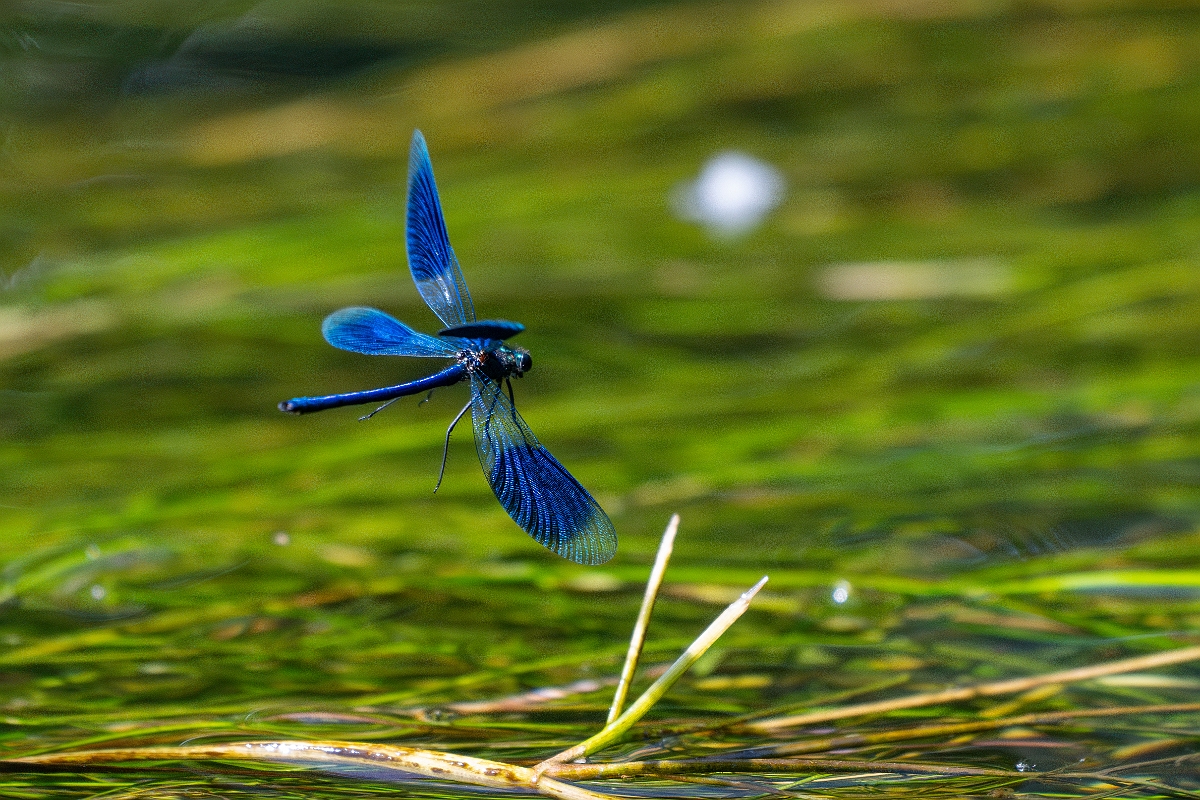 David Plant Photography - Wildlife Photography - Banded demoiselle - P.jpg - Banded demoiselle , male - Norfolk