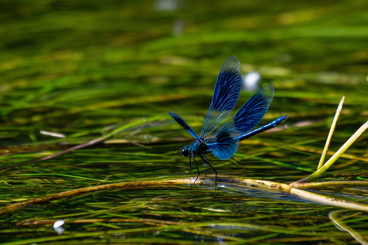 David Plant Photography - Wildlife Photography - Banded demoiselle - Q.jpg - Banded demoiselle , male - Norfolk