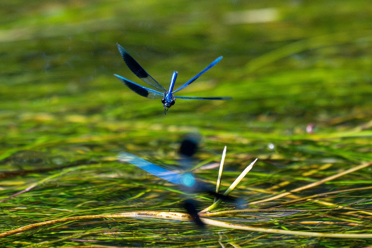 David Plant Photography - Wildlife Photography - Banded demoiselle - R.jpg - Banded demoiselle , male - Norfolk