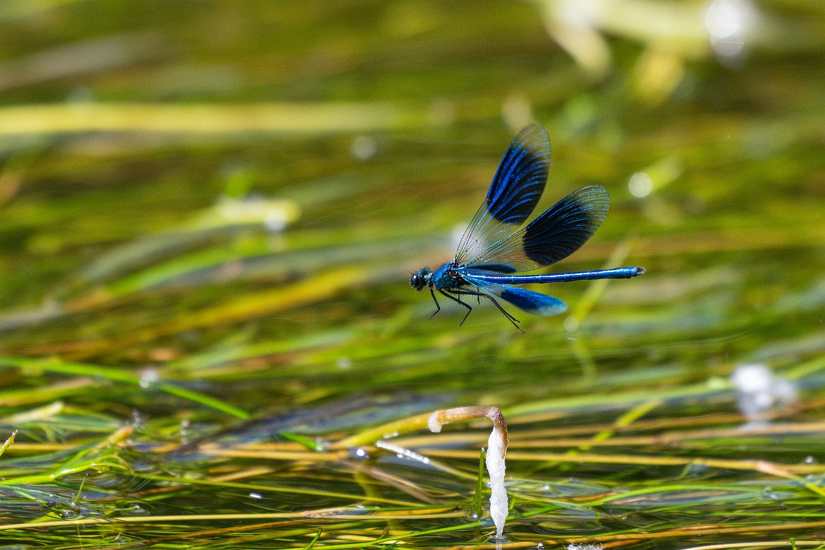 David Plant Photography - Wildlife Photography - Banded demoiselle - S.jpg - Banded demoiselle , male - Norfolk