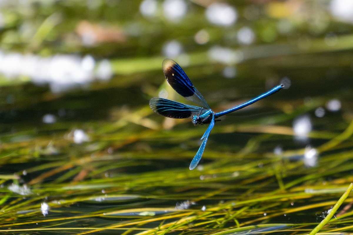 David Plant Photography - Wildlife Photography - Banded demoiselle - T.jpg - Banded demoiselle , male - Norfolk