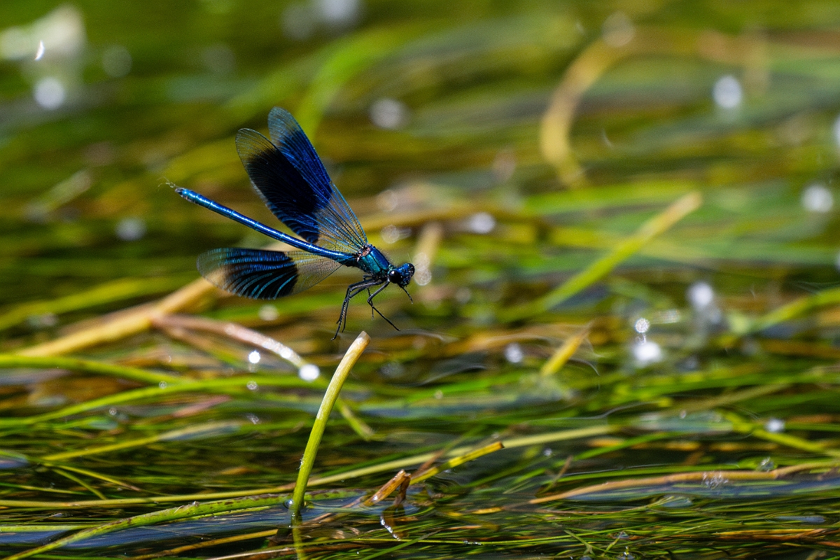 David Plant Photography - Wildlife Photography - Banded demoiselle - W.jpg - Banded demoiselle , male - Norfolk