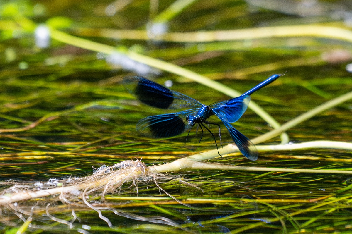 David Plant Photography - Wildlife Photography - Banded demoiselle - Y.jpg - Banded demoiselle , male - Norfolk