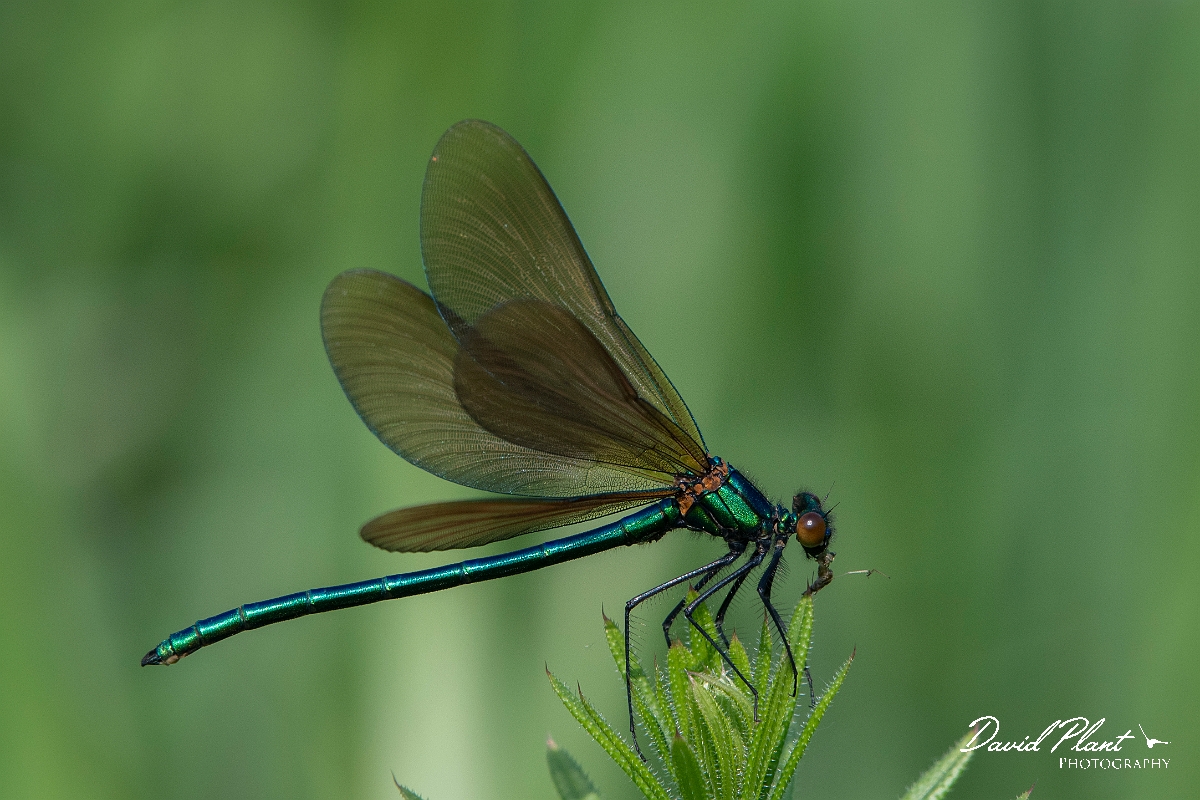 David Plant Photography - Wildlife Photography - Beautiful demoiselle - A.jpg - Beautiful demoiselle, male - Northamptonshire