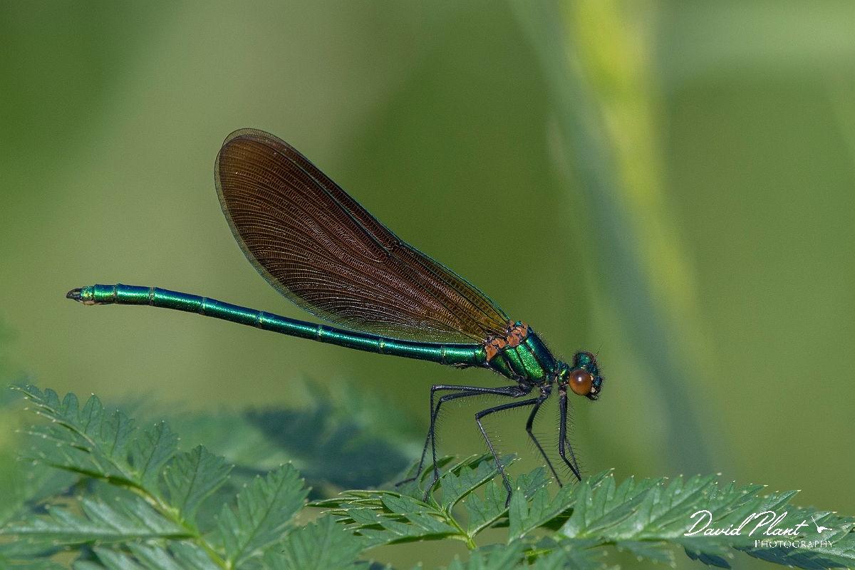 David Plant Photography - Wildlife Photography - Beautiful demoiselle - C.jpg - Beautiful demoiselle, male - Northamptonshire