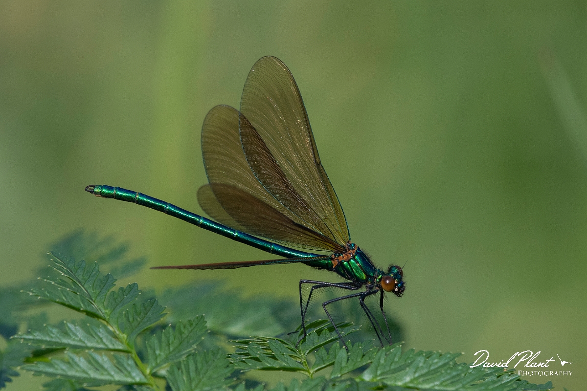 David Plant Photography - Wildlife Photography - Beautiful demoiselle - D.jpg - Beautiful demoiselle, male - Northamptonshire