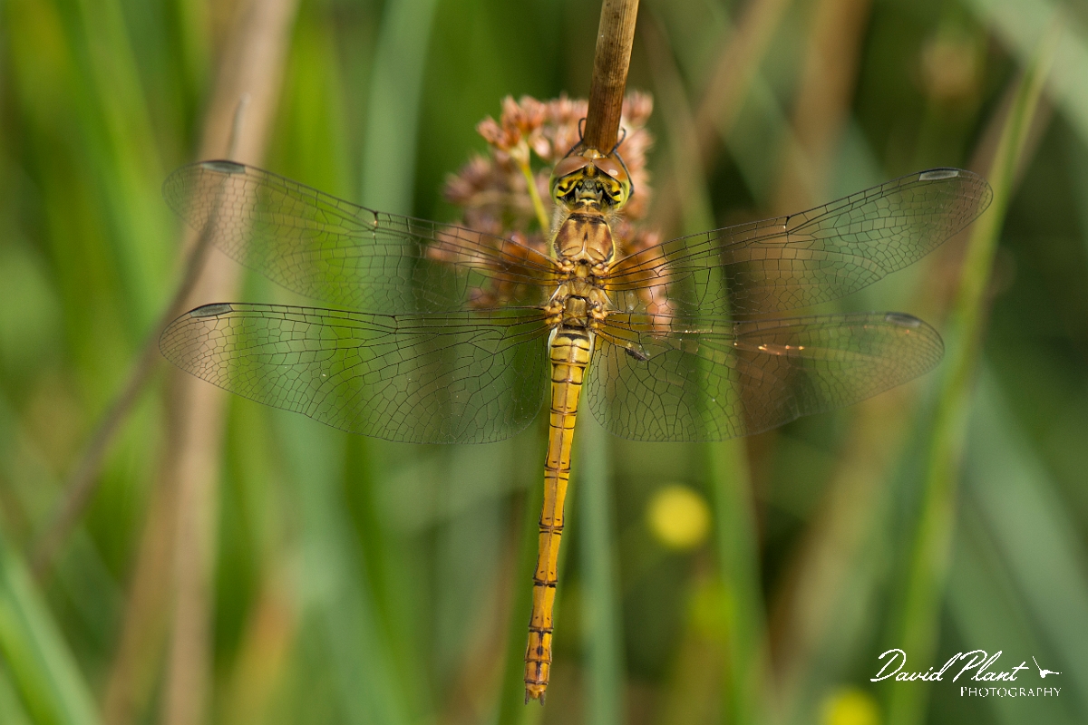 David Plant Photography - Wildlife Photography - Black darter - A.jpg - Black darter female - Anglesey