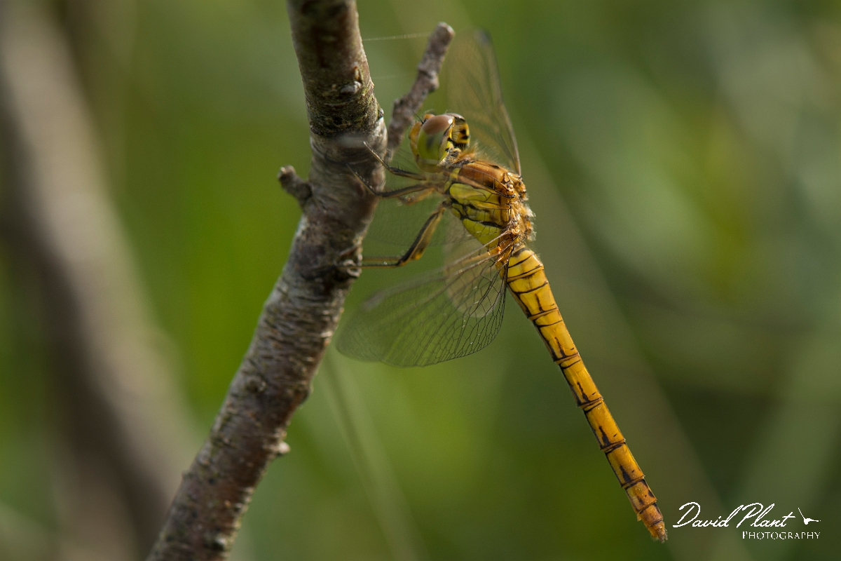 David Plant Photography - Wildlife Photography - Black darter - B.jpg - Black darter female - Anglesey