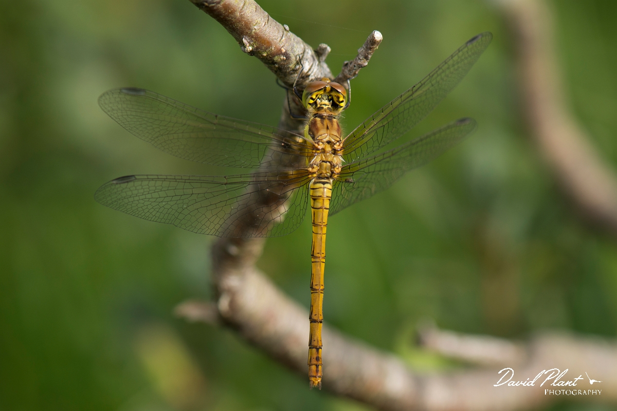 David Plant Photography - Wildlife Photography - Black darter - C.jpg - Black darter female - Anglesey