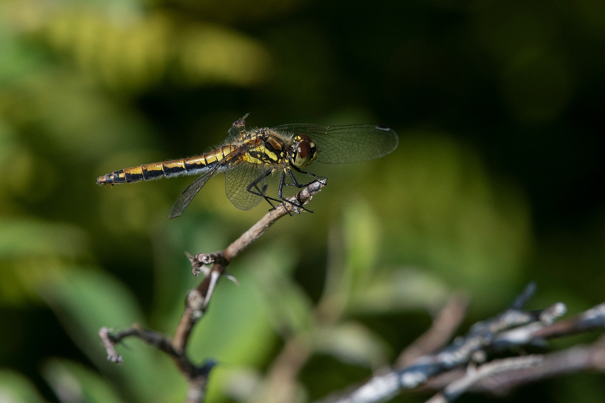 David Plant Photography - Wildlife Photography - Black darter - E.JPG - Black darter, female - Inverness-shire