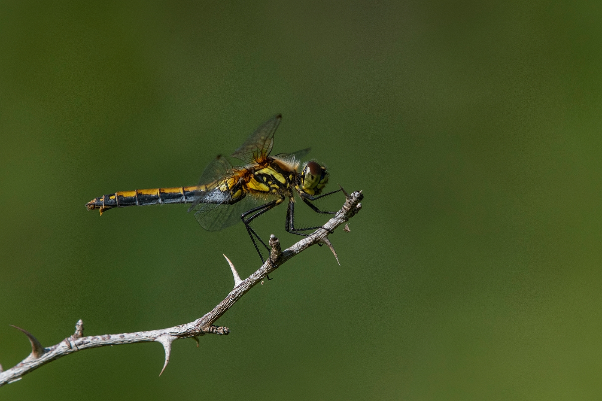 David Plant Photography - Wildlife Photography - Black darter - F.JPG - Black darter, female - Inverness-shire