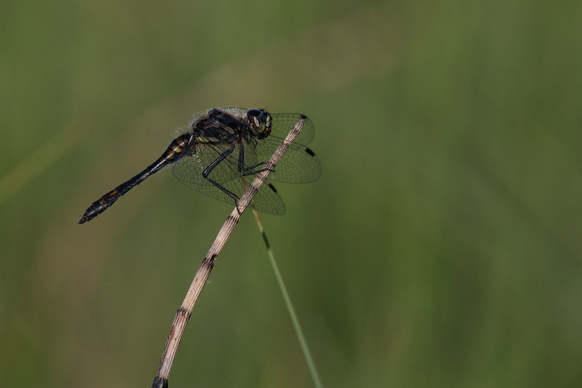 David Plant Photography - Wildlife Photography - Black darter - G.JPG - Black darter, male - Inverness-shire