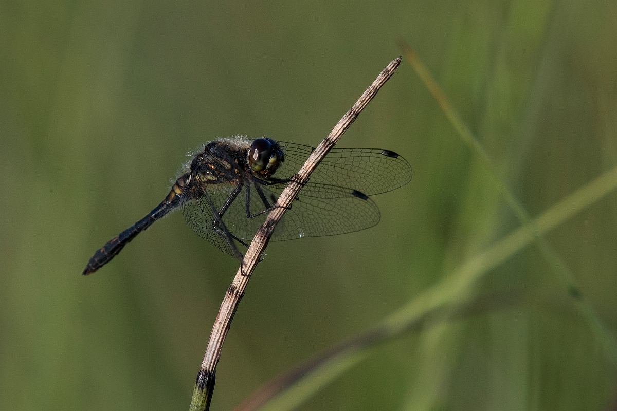 David Plant Photography - Wildlife Photography - Black darter - H.JPG - Black darter, male - Inverness-shire