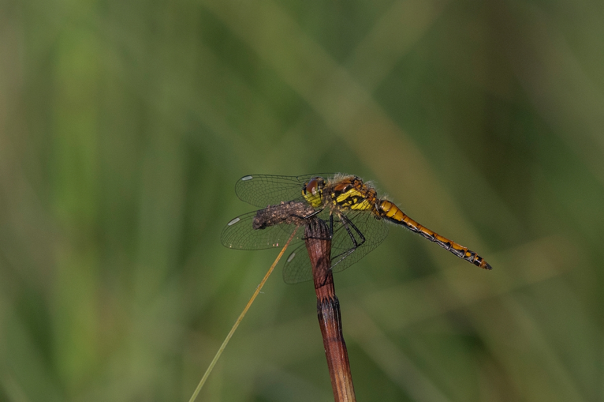 David Plant Photography - Wildlife Photography - Black darter - I.JPG - Black darter, immature male - Inverness-shire