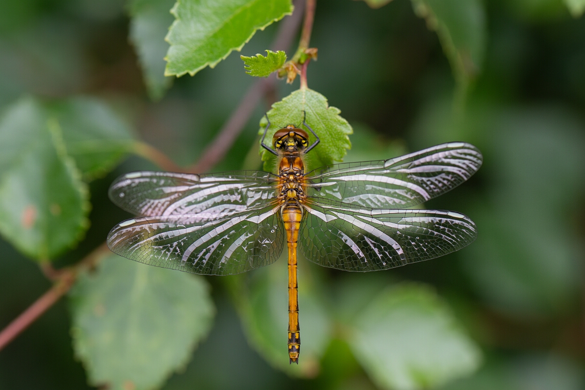 David Plant Photography - Wildlife Photography - Black darter - L.jpg - Black darter, teneral - Highland