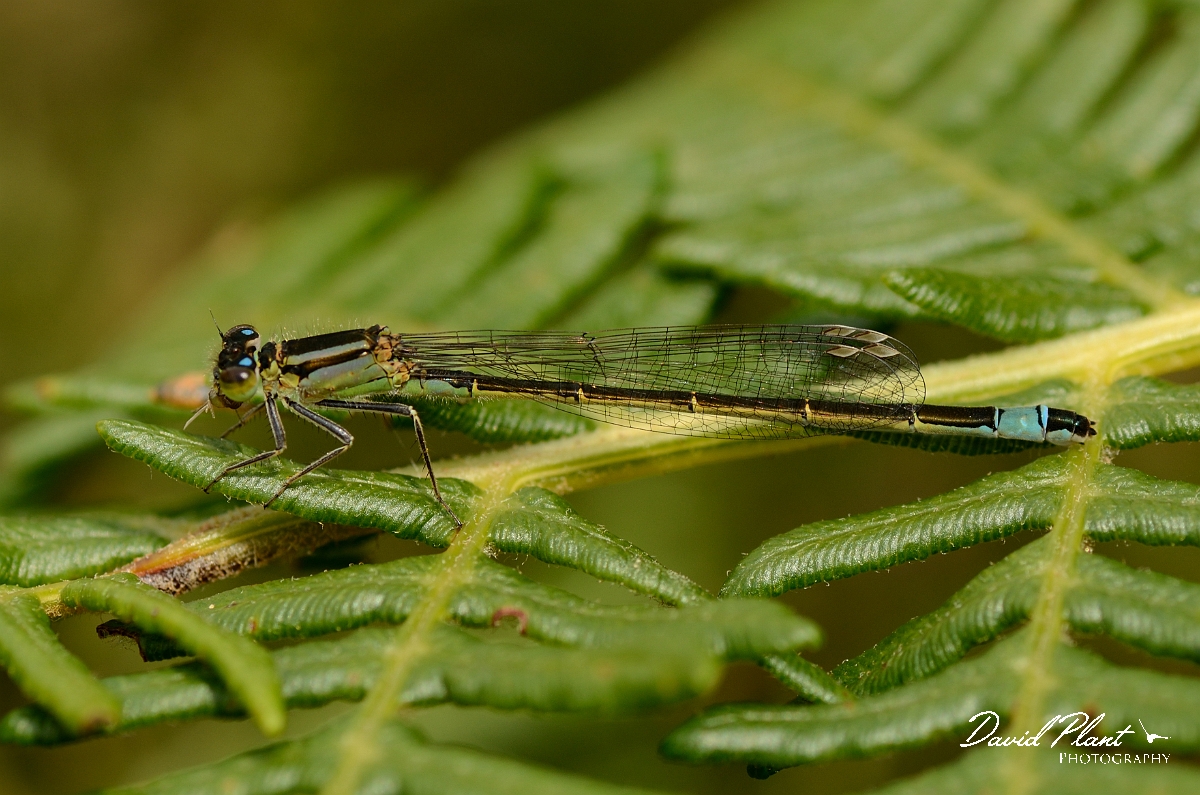 David Plant Photography - Wildlife Photography - Blue-tailed damselfly - B.jpg - Blue-tailed damselfly, male on bracken - Dorset