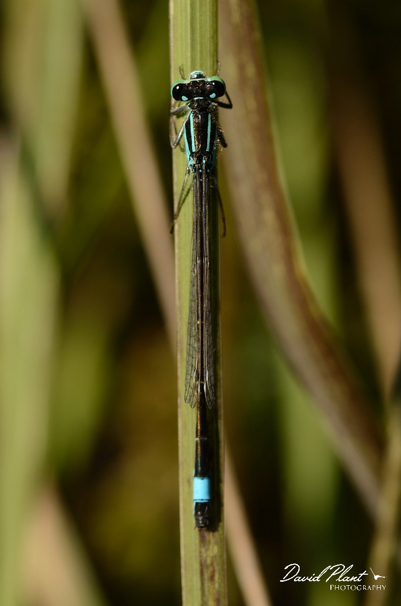 David Plant Photography - Wildlife Photography - Blue-tailed damselfly - C.jpg - Blue-tailed damselfly, male - Dorset