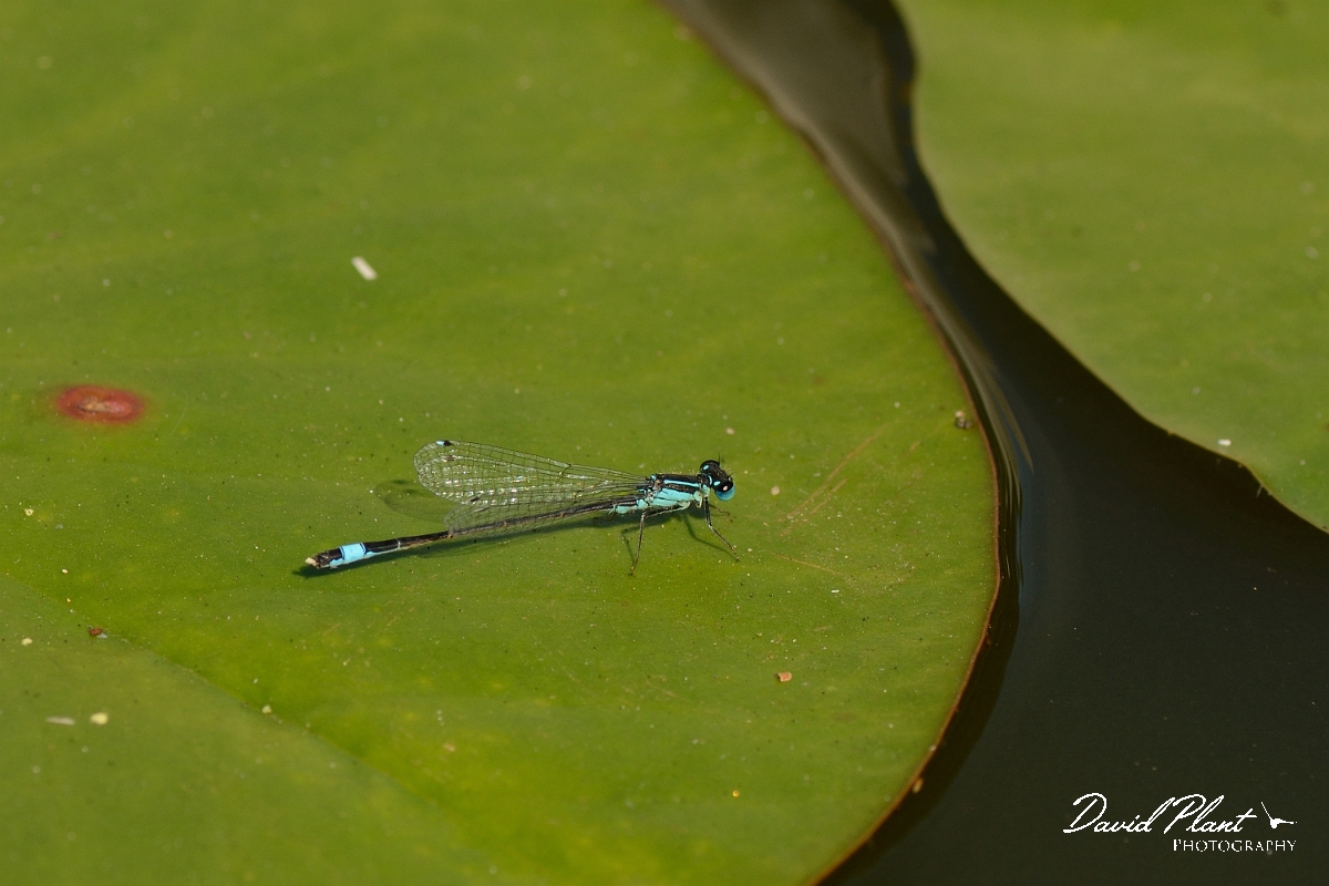 David Plant Photography - Wildlife Photography - Blue-tailed damselfly - E.jpg - Blue-tailed damselfly, male - Bedfordshire