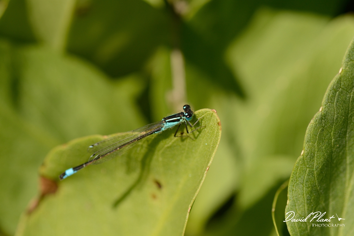 David Plant Photography - Wildlife Photography - Blue-tailed damselfly - G.jpg - Blue-tailed damselfly, male - Bedfordshire